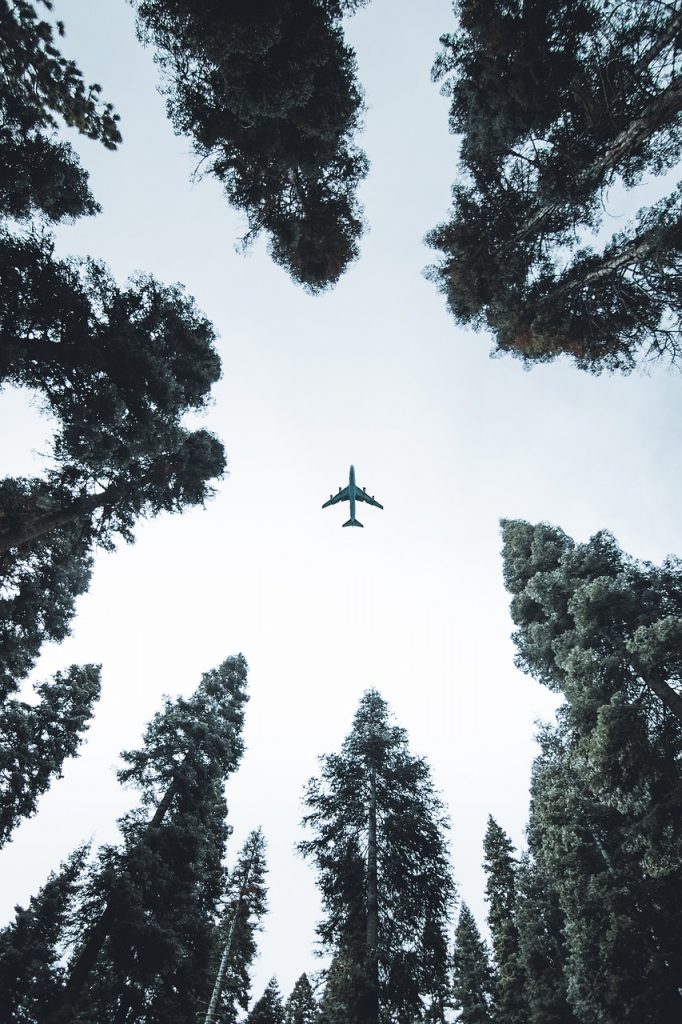 plane, trees, forest, flight, nature, aircraft, flying, trip, travel